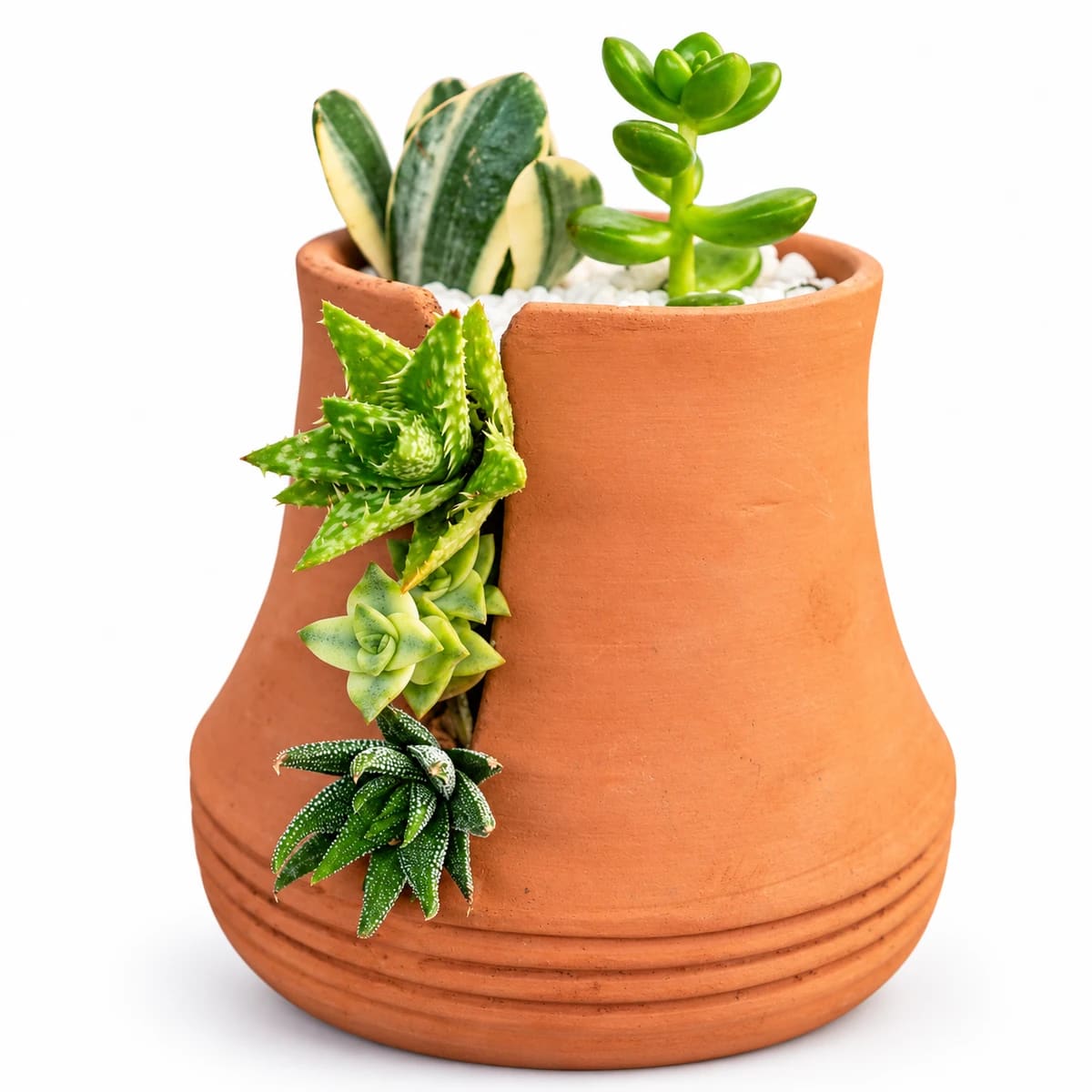 Vaso terrário suculentas