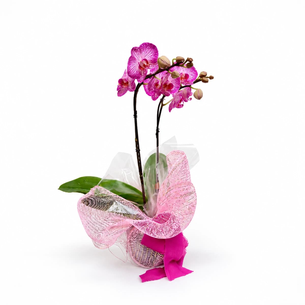 Orquídea Grande Embalagem Tela Especial